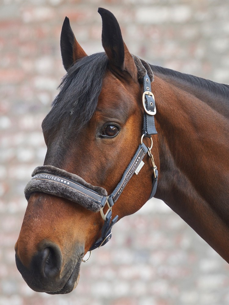 Riimu Elegant Waldhausen