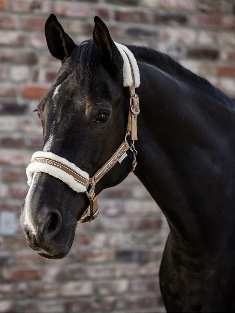 Riimu Elegant Waldhausen