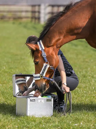 Harjalaatikko Shiny Imperial Riding