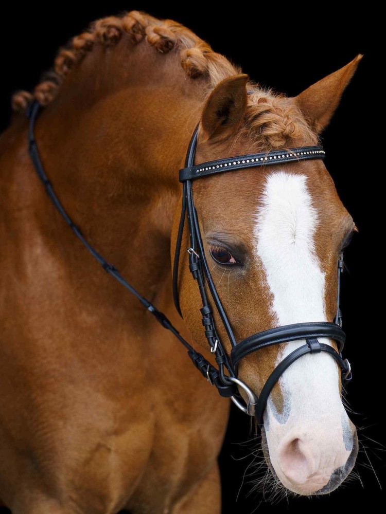 Shetlanninponin suitset Stormy Imperial Riding