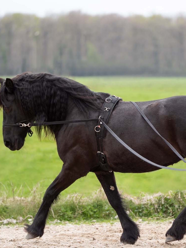 Maatyöskentelyn ohjat Free Ride Imperial Riding