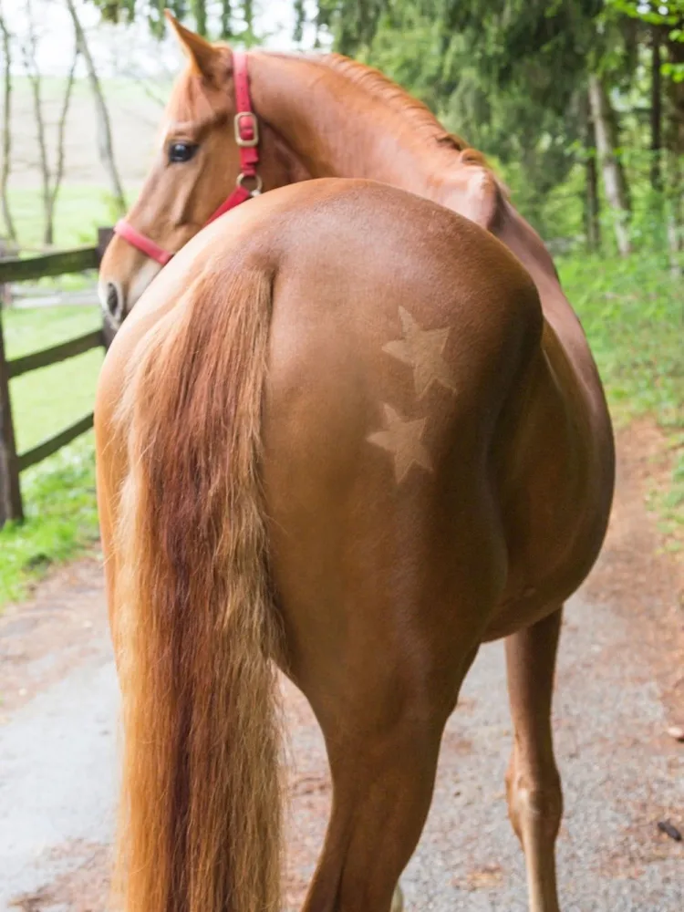Sabluunasetti hevosen karvapeitteen leikkamiseen Kerbl 3 kpl