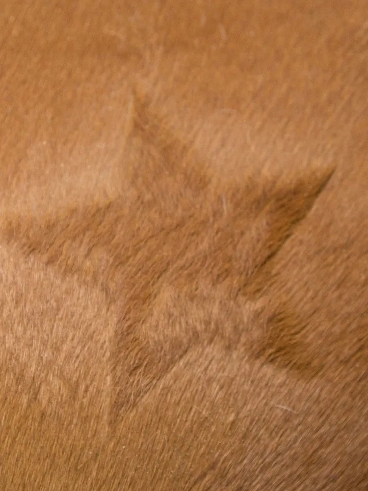 Sabluunasetti hevosen karvapeitteen leikkamiseen Kerbl 3 kpl