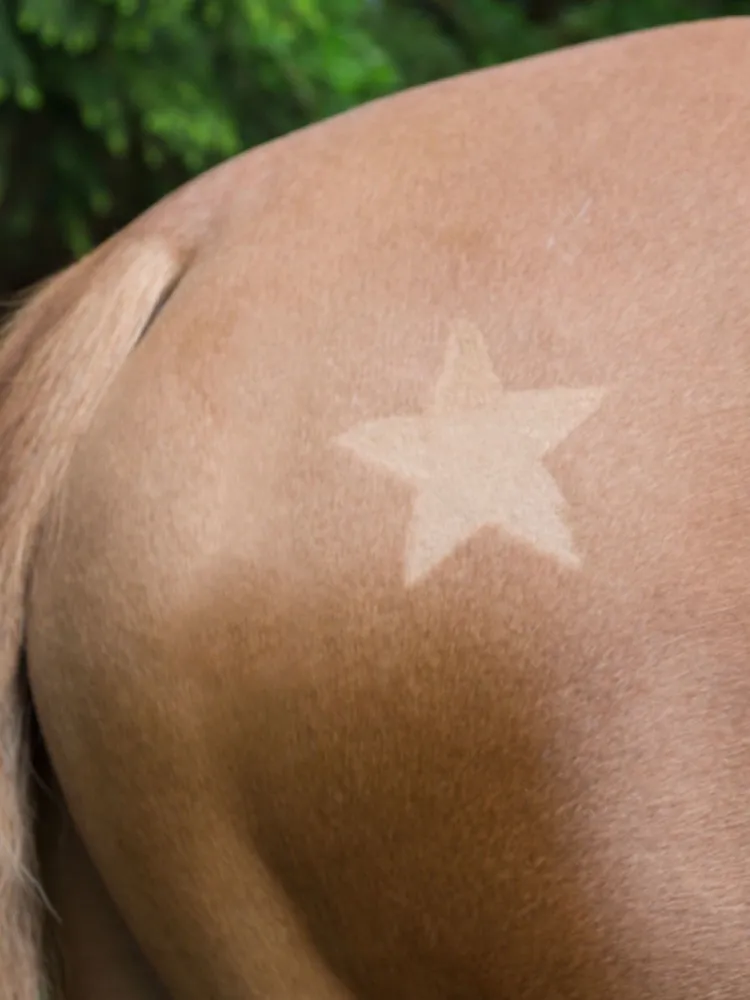 Sabluunasetti hevosen karvapeitteen leikkamiseen Kerbl 3 kpl