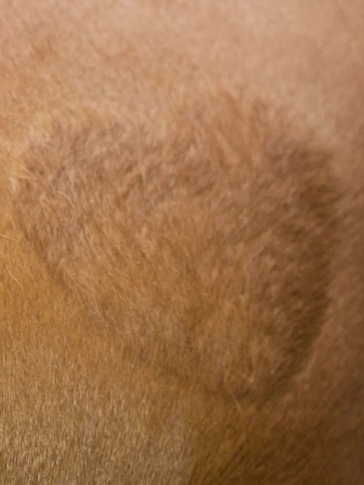 Sabluunasetti hevosen karvapeitteen leikkamiseen Kerbl 3 kpl