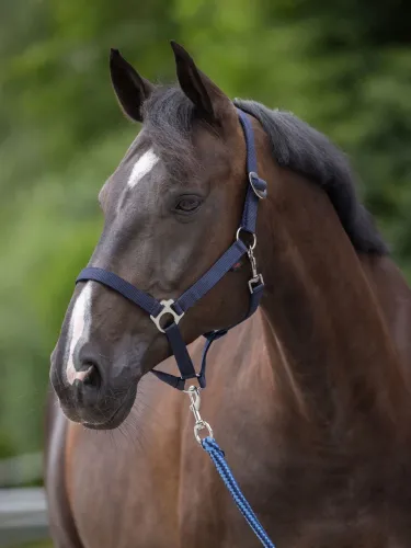 Riimu Hippo Covalliero