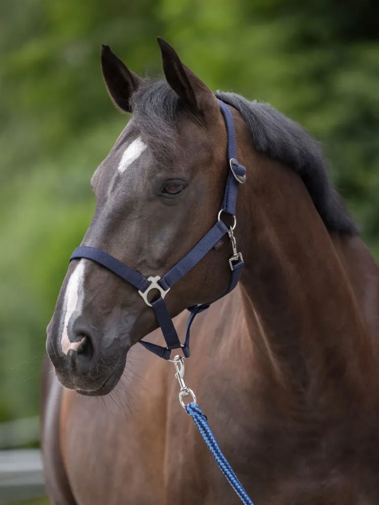 Riimu Hippo Covalliero