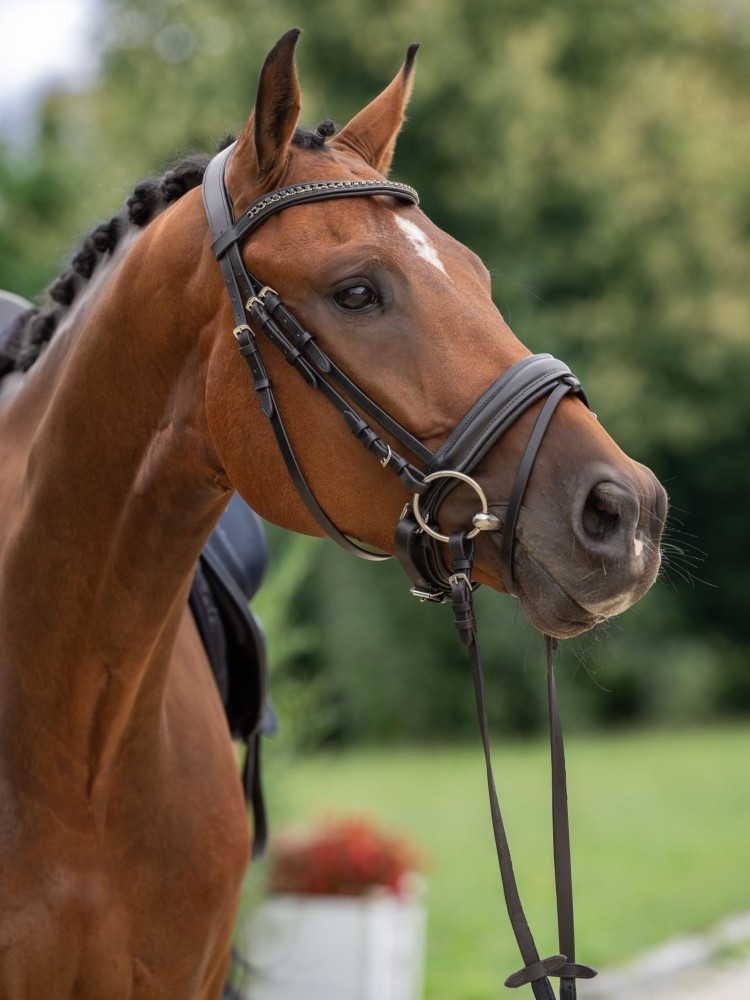 Suitset Swedish Covalliero