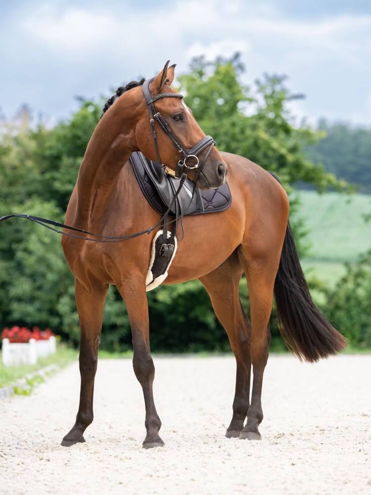 Suitset Swedish Covalliero