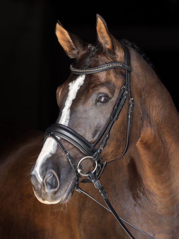 Suitset Swedish Covalliero