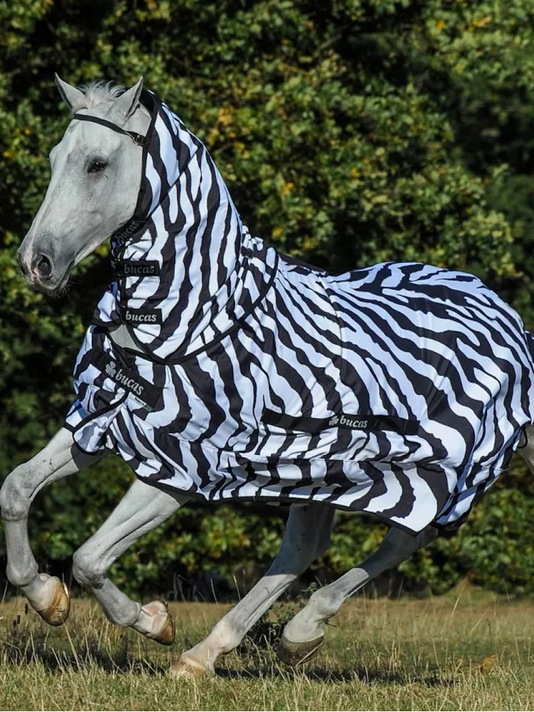 Hyönteisloimi RugBe Zebra