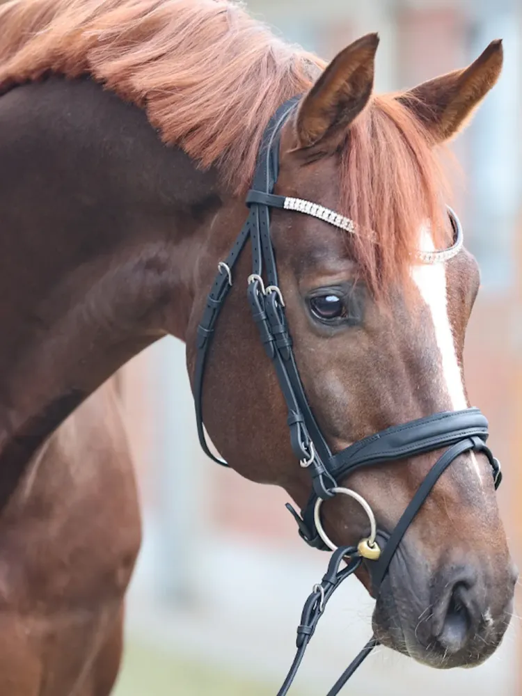 Suitset Everness Oiled Leather Kavalkade