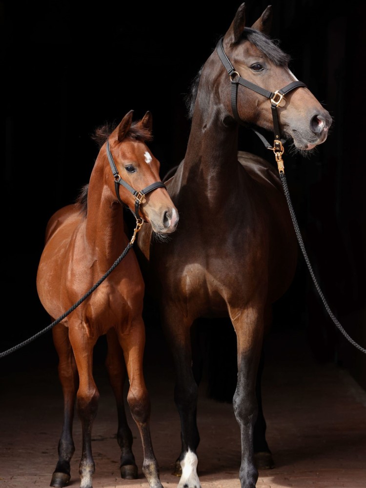 Päitsed TopLine Varss